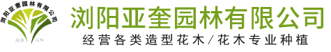 瀏陽亞奎園林有限公司_瀏陽紅花繼木和羅漢松|瀏陽小葉女貞和榆樹|欏木石楠和桂花哪里的好
